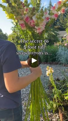 a man is arranging flowers in his garden with the words, the secret to 4 foot tall snapdradrons is