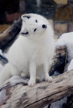 a small white animal sitting on top of a tree branch