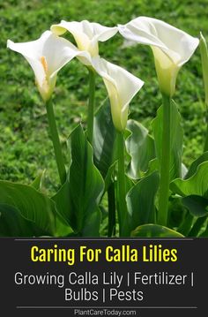 three white flowers with the words caring for calla lilies growing cala lily ferti