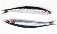 two fish are shown side by side on a white surface, one is silver and the other is black