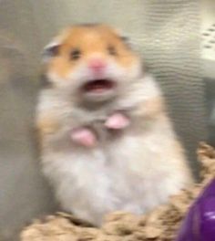 a brown and white hamster standing on its hind legs