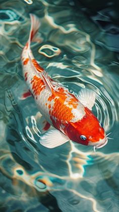 an orange and white koi fish swimming in the water with ripples on it's surface