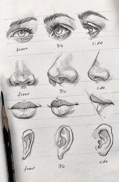 an image of various types of nose and ear sketches on paper with pencils next to it