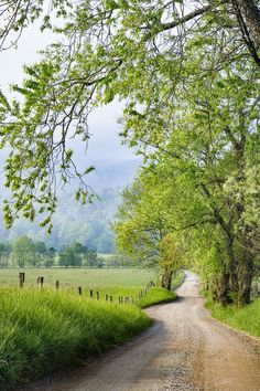 a dirt road surrounded by trees and cows grazing on the grass in front of it