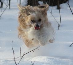 a dog is running in the snow with its mouth open