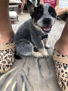 a dog sitting on the ground between two people's feet wearing leopard print slippers