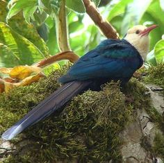 a blue and white bird sitting on top of a moss covered tree stump in the forest