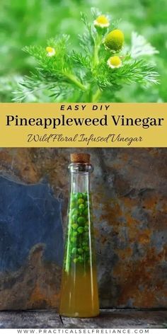 a bottle filled with pineapple seed vinegar sitting on top of a stone slab next to a plant