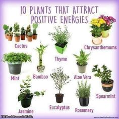 the ten plants that attract positive energy