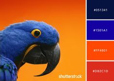 a blue parrot with yellow eyes sitting in front of an orange and blue background,