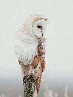 an owl sitting on top of a tree stump in the snow with it's eyes closed