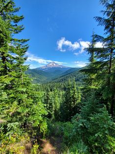 a mountain view from the top of a tree covered hill surrounded by trees and bushes