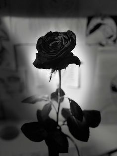 a black rose in a vase on a table