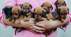 a person holding five puppies in their hands while wearing pink and white checkered shirts