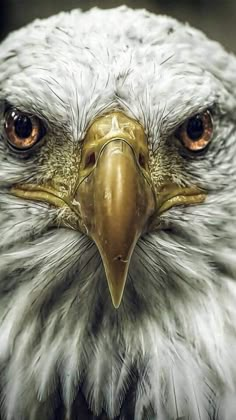 an eagle's head is shown in close up