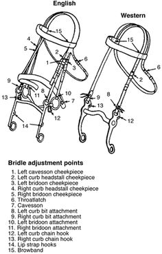 an instruction manual for the bridle adjust point on a baby stroller, with instructions