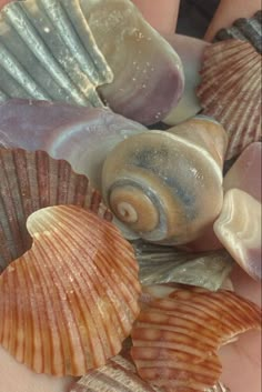 several seashells are being held in the palm of someone's hand