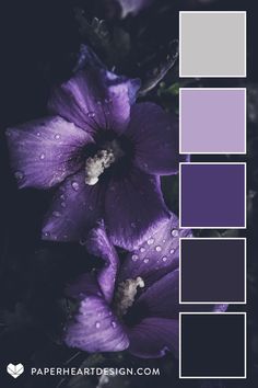 purple flowers with water droplets on them in the dark background, and text overlay reads paper heart design