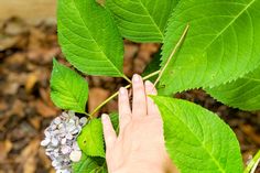 a hand reaching for some flowers on a green leaf