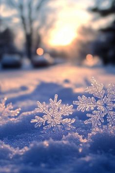 two snowflakes are shown in the snow