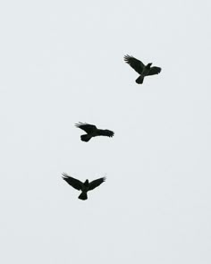 three black birds flying in the sky together