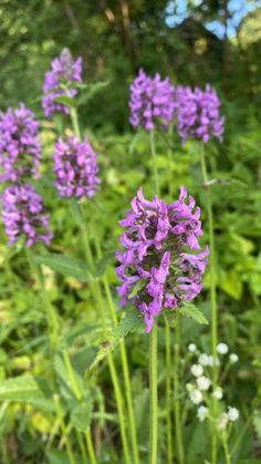 purple flowers are growing in the grass