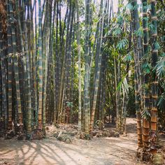 Plant Seeds Shop | Buy Giant Bamboo Seeds - Dendrocalamus asper