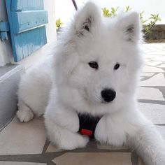 a fluffy white dog laying on the ground