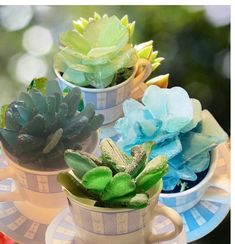 three small succulents are sitting in teacups on a saucer