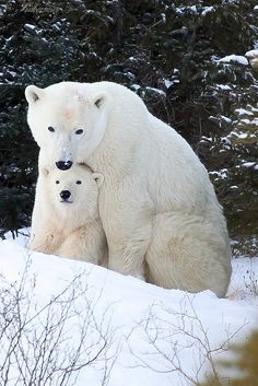 an adult polar bear and her cub are in the snow near some trees, bushes