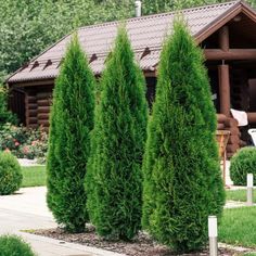 three tall green trees in front of a log cabin