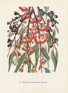 an illustration of some flowers and leaves on a white background with black berries hanging from the branches