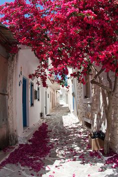 a tree with pink flowers growing on it's branches in front of a building