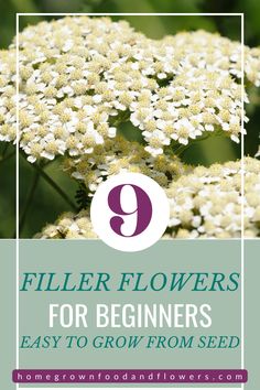 white flowers with the text 9 filler flowers for beginners easy to grow from seed