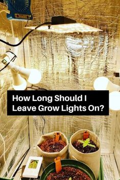 two potted plants sitting next to each other on top of a wooden table with text overlay that reads how long should i leave grow lights on?