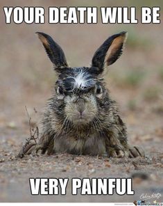 Kaffe Station, Kaffe Humor, Somebunny Loves You, Angry Animals, Wildlife Pictures, The Lone Ranger, Coffee Humor, Animal Memes, 귀여운 동물