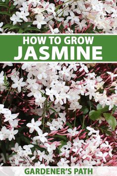 how to grow jasmine garden's path