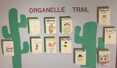 a bulletin board with pictures and cactuses on the wall in front of it that says organelle trail