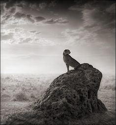 a cheetah sitting on top of a rock in the middle of a field