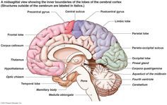 the structure of the human brain and its major functions, including the cerebratorys