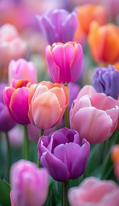 colorful tulips are blooming in the field with green stems and purple ones