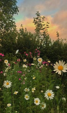 a field full of wildflowers and trees with the sun setting in the background