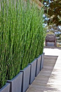 some tall grass growing in a planter on the side of a building near a bench