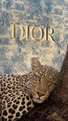 a leopard laying on top of a tree in front of a blue and white wall