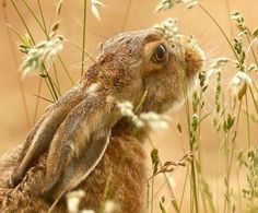 a brown rabbit sitting in tall grass with it's head up to the ground