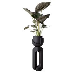 a plant in a black vase on a white background with an interesting shape to it