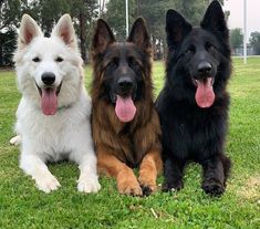 three dogs are sitting in the grass together