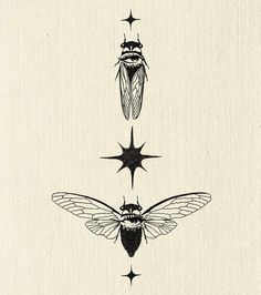 three different types of insects on a white background with stars in the middle and bottom