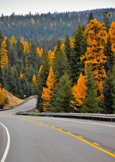 an empty road surrounded by trees with yellow and orange leaves on the trees in the background