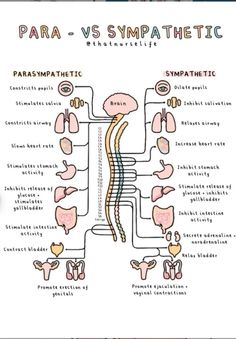 diagram of the parasymatic system